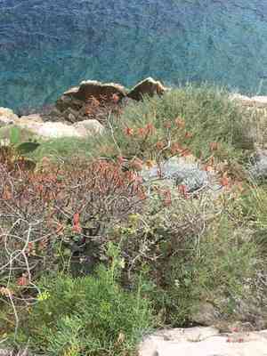 Tree spurge(Euphorbia dendroides)
