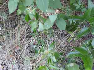 Toothed spurge(Euphorbia dentata)