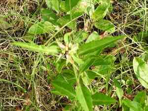 Toothed spurge(Euphorbia dentata)