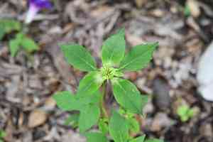 Toothed spurge(Euphorbia dentata)