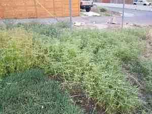Toothed spurge(Euphorbia dentata)