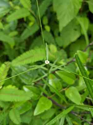Summer spurge(Euphorbia discoidalis)