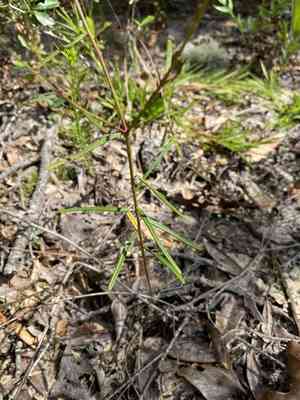 Summer spurge(Euphorbia discoidalis)