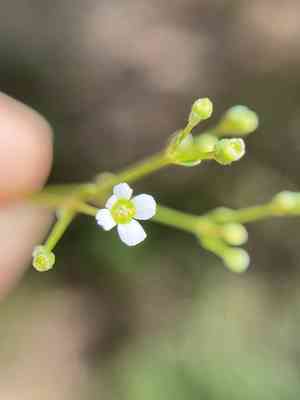 Summer spurge(Euphorbia discoidalis)