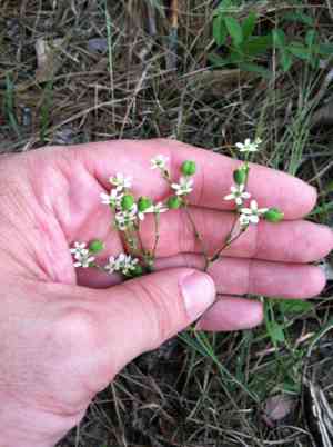 Summer spurge(Euphorbia discoidalis)