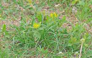 Cushion spurge(Euphorbia epithymoides)