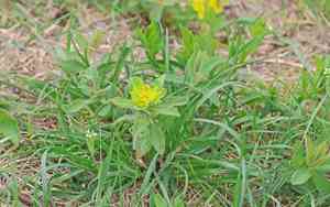 Cushion spurge(Euphorbia epithymoides)