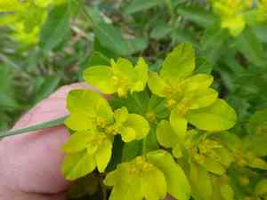 Cushion spurge(Euphorbia epithymoides)