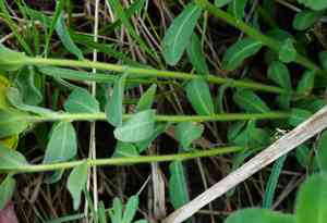 Cushion spurge(Euphorbia epithymoides)