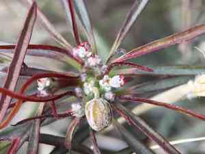 Beetle spurge(Euphorbia eriantha)