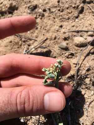 Beetle spurge(Euphorbia eriantha)