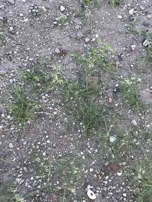 Beetle spurge(Euphorbia eriantha)