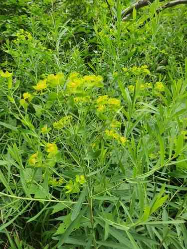 Leafy spurge(Euphorbia esula)