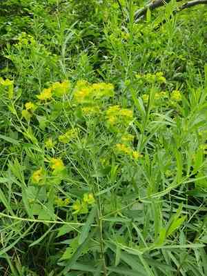 Leafy spurge(Euphorbia esula)