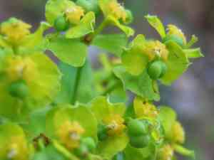 Leafy spurge(Euphorbia esula)