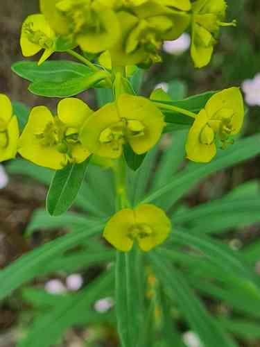 Leafy spurge(Euphorbia esula)