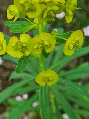 Leafy spurge(Euphorbia esula)