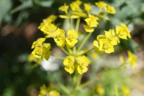 Leafy spurge(Euphorbia esula)