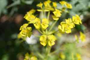 Leafy spurge(Euphorbia esula)