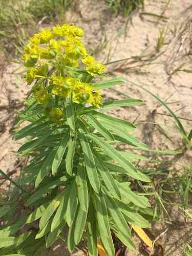 Leafy spurge(Euphorbia esula)