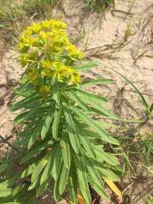 Leafy spurge(Euphorbia esula)