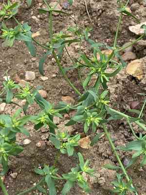 Dwarf spurge(Euphorbia exigua)
