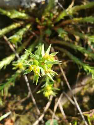 Dwarf spurge(Euphorbia exigua)
