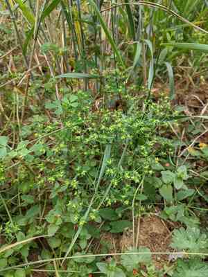 Dwarf spurge(Euphorbia exigua)