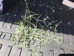 Chiricahua mountain sandmat(Euphorbia florida)