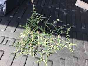 Chiricahua mountain sandmat(Euphorbia florida)