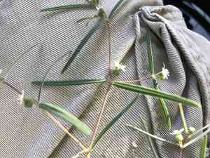 Chiricahua mountain sandmat(Euphorbia florida)