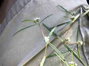 Chiricahua mountain sandmat(Euphorbia florida)
