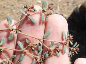 Boquillas sandmat(Euphorbia golondrina)