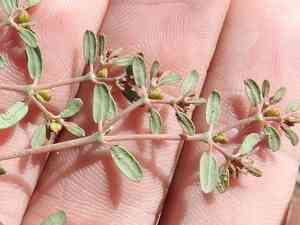 Boquillas sandmat(Euphorbia golondrina)