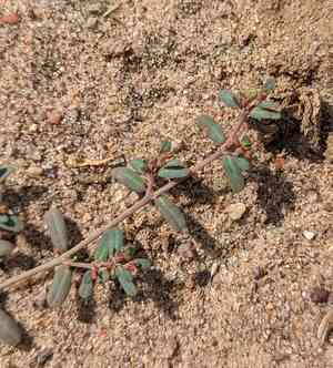 Boquillas sandmat(Euphorbia golondrina)