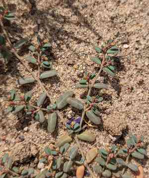 Boquillas sandmat(Euphorbia golondrina)