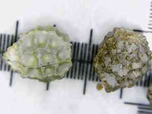 Grassleaf spurge(Euphorbia graminea)