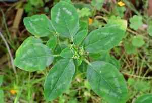 Grassleaf spurge(Euphorbia graminea)