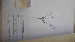 Grassleaf spurge(Euphorbia graminea)