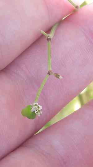 Grassleaf spurge(Euphorbia graminea)