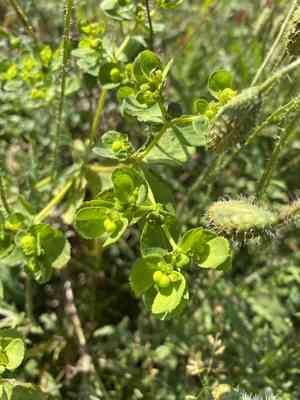 Sun spurge(Euphorbia helioscopia)