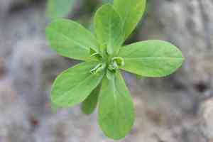 Sun spurge(Euphorbia helioscopia)