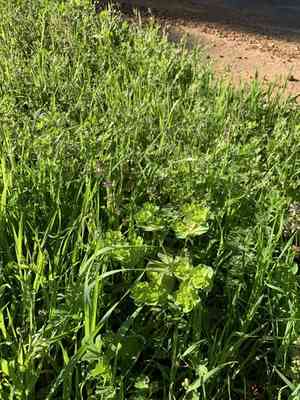 Sun spurge(Euphorbia helioscopia)