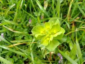 Sun spurge(Euphorbia helioscopia)