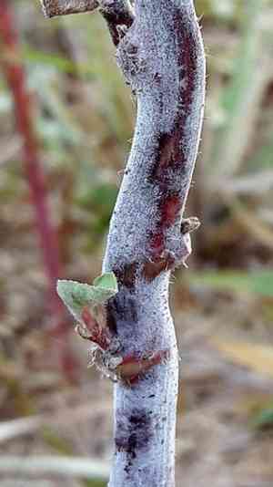 Mexican fireplant(Euphorbia heterophylla)