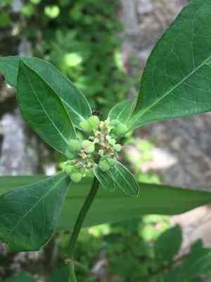 Mexican fireplant(Euphorbia heterophylla)