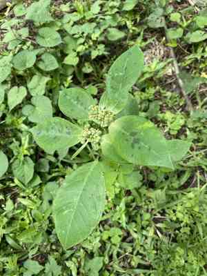 Mexican fireplant(Euphorbia heterophylla)