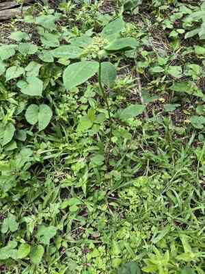 Mexican fireplant(Euphorbia heterophylla)
