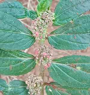 Asthma-plant(Euphorbia hirta)