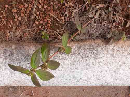 Asthma-plant(Euphorbia hirta)